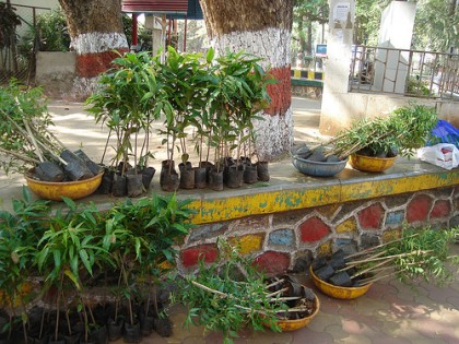 The saplings are loaded and ready to share. Image by Bombay Lives