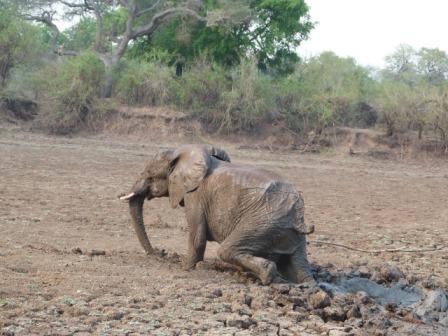 The elephant comes out of the mud. Image by Abraham Banda, Norman Carr Safaris