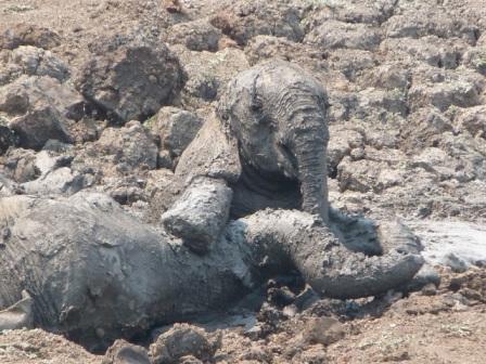 Elephants stuck in mud. Image by Abraham Banda, Norman Carr Safaris