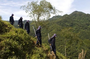 Destroying coca plants in the lush mountains in Medellin, Colombia. Photo by Viewpress. Copyright Demotix (05/30/2012)