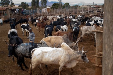 سوق ماشية الزيبو في امبالافاو 