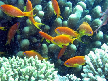 Anthia goldfish in the Red Sea from Wikimedia commons. Image in the public domain.