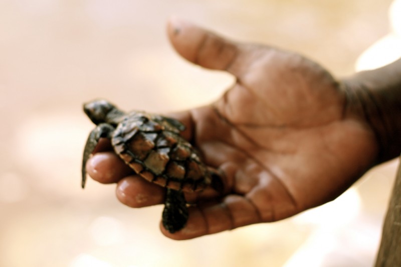Baby sea turtle in Zanzibar. Photo by Flickr user missy. CC BY 2.0