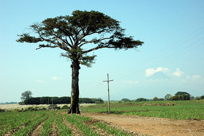 Дрво Цеиба, национално дрво на Гватемала