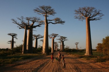 Local people on the Avenue of the Baobabs, Morondava, Madagascar. Image on Wikimedia commons, in public domain.