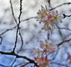 أزهار شجرة الكرز في كانون الثاني