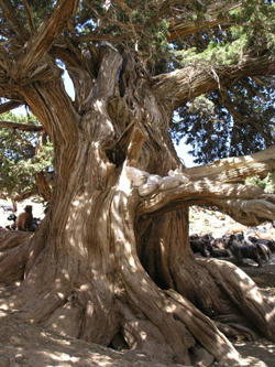 albero centenario