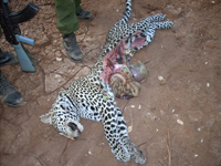 Half-eaten Leopard