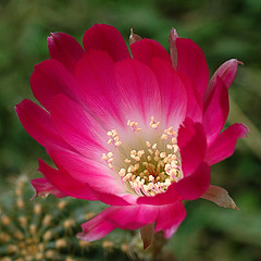 A Cactus Flower for Capt. Suresh by http://www.flickr.com/photos/kkoshy/