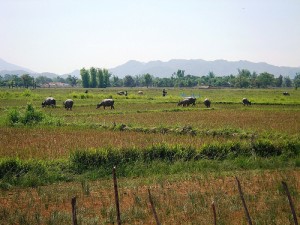 Il Laos dipende principalmente dalla sua economia agricola. Foto dalla pagina Flickr di sama sama - massa