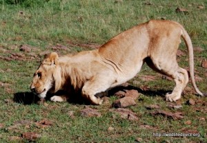 Uno dei leoni avvelenati nel 2008