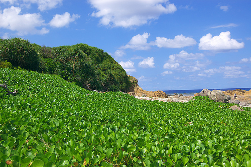 Isla Amami. Usuario de Flickr: Takayukix