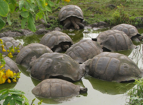 Pond full of tortoises, relatives of the Islands symbol at  Santa Cruz Island, Galapagos. Photo used under Creative Commons by http://www.flickr.com/photos/kathb/