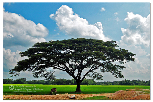 http://globalvoicesonline.org/wp-content/uploads/2009/07/bangladesh-nature.jpg