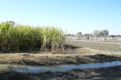 Sugar Cane Production In Pakistan. Image by Flickr User Omer Wazir