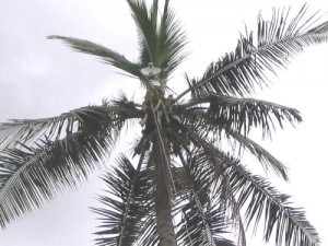 Creative broadcasting systems at the top of coconut trees (photo used with permission)