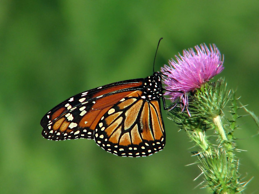 Слика на пеперутката Монарх од корисникот Густаво (lu7frb) на Flickr и користена под лиценца на Криејтив Комонс.