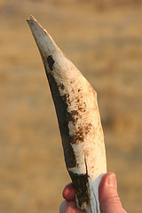 Broken elephant tusk found in Hwange National Park in Zimbabwe, by Terry Feuerborn