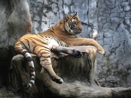En un criadero de tigres cerca de Pattaya, Tailandia. Imagem del usuario de Flickr Narisa. Usada con licencia Creative Commons