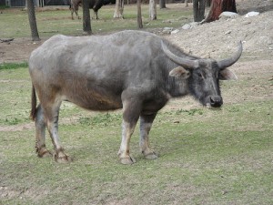 Asiatic Water Buffalo. Photo from the Flickr page of cskk