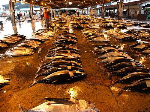 Tuna auction. By Flickr id: merec0