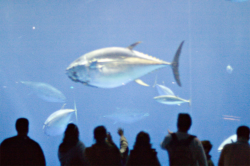 Bluefin tuna. By Flickr id: bzibble