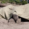 Słoniątko Boy po śmierci, zdjęcie z  socvirus.com.ua