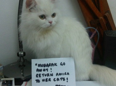 My cat Tiny appeals to Mubarak to step down 