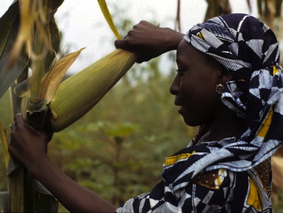 Woman farmer harvesting high yielding maize variety. Image by Flickr user IITA Image Library (CC BY-NC 2.0).
