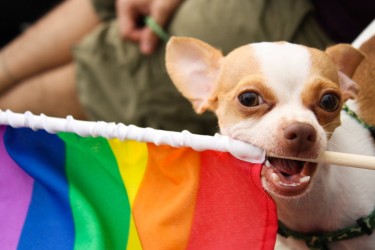 Puppy tijdens de Gay Pride Parade. Foto van @jdclarke00, gebruikt met toestemming.
