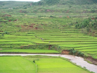 Madagascar rice fields. Image by Flickr user Luc Legay (CC BY-SA 2.0).