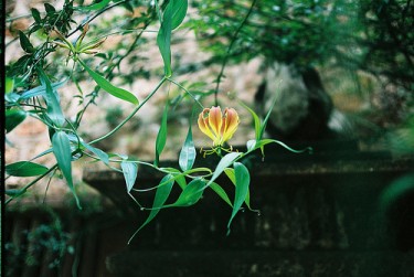 "Cosa c'è in un nome? Quella che noi chiamiamo rosa avrebbe lo stesso profumo, se chiamata in modo diverso."-Romeo e Giulietta. Il fiore nazionale dello Zimbabwe, la Gloriosa Superba, fotografata a Bulawayo da The Botser su Flickr (CC BY-SA).