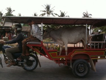 Koe in tuktuk in Kampot, Cambodja. Foto van Tales from an Expat.