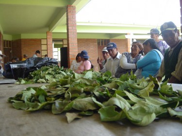 コカ栽培者ミーティングでテーブル上に置かれたコカの葉。 撮影：Jusada (CC BY-NC-SA 2.0)