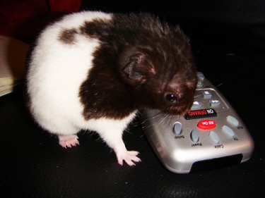 "Hamster trying to figure out the remote control" Photo by blackpawn. (CC BY-NC-SA 2.0)