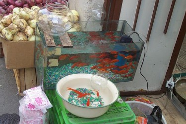 Nowruz fish for sale in Tehran