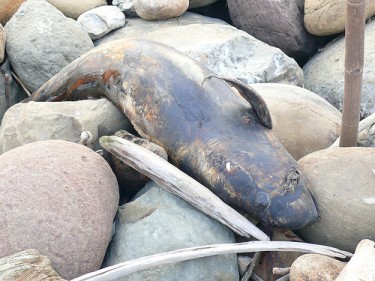 Carcassa di una neofocena, foto su Flickr del gruppo Changhua Coast Conservation Action, licenza CC BY-NC-SA