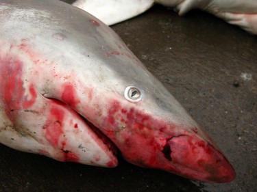 Dead shark. Photo by Flickr user anaadi+ (CC BY-NC-SA)