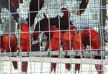 Thousands of native Solomon Islands birds were exported as captive bred. Image from TRAFFIC.