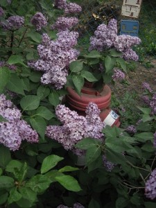 Public fire hydrant covered by a lilac in bloom. Photo by Dávid Fáber, used with permission.