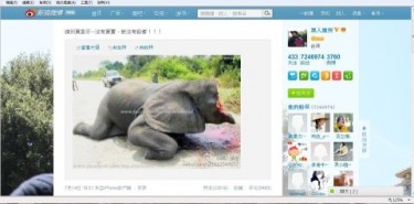Taiwan artist Chan Chien-chou uploaded on Sina Weibo a picture of an injured elephant lying on the floor after its ivory was removed by poachers. Image source: Ronald Yick.