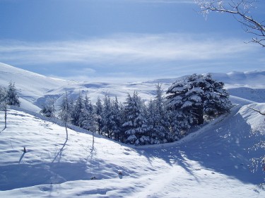 Cedar trees in the snow, Bcharre, Lebanon. Image by Flickr user Leandroid (CC BY-NC 2.0).