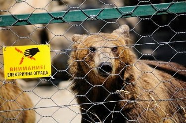 Мечка во скопската зоолошка. Фото од Васил Буралиев, објавено со дозвола на авторот.