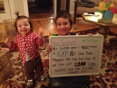 Campanha no Facebook para adotar um gato