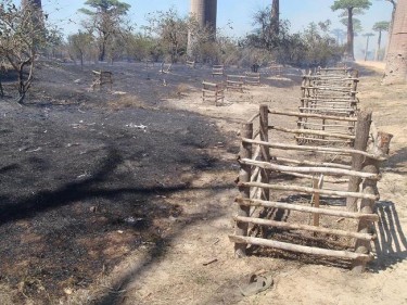 baobás queimados