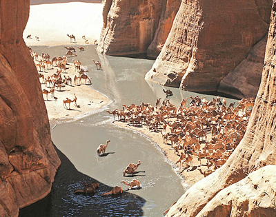 Camels in Guelta d'Archei, Ennedi, north-east Chad. Image on Wikipedia (CC-BY-2.0).