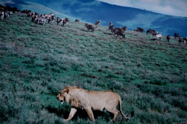 Un esemplare di giovane leone a caccia di zebre sul cratere di Ngorongoro (foto di Brocken di dominio pubblico su Wikimedia Commons).