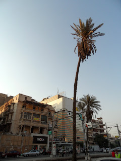 An old palm tree on Al Ahram Street 