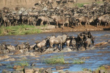 Degli gnu attraversano un fiume (foto di Stefan Swanepoel di dominio pubblico su Wikimedia Commons).