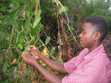 Bacelli di vaniglia in Madagascar